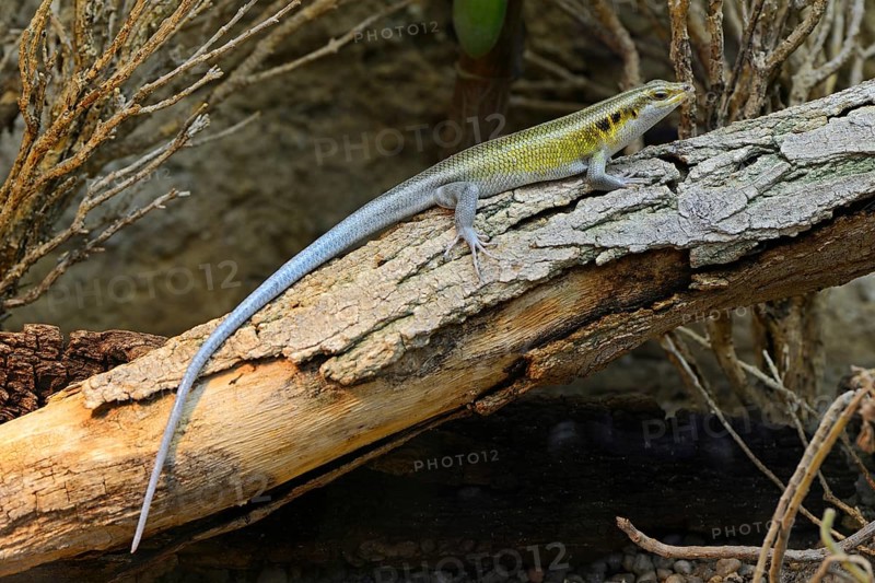 Rainbow Mabuya (Trachylepis quinquetaeniata)