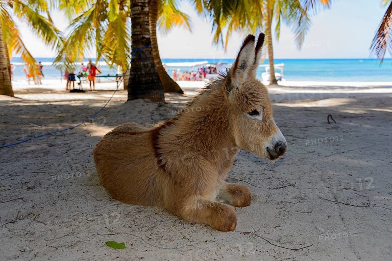 Donkey