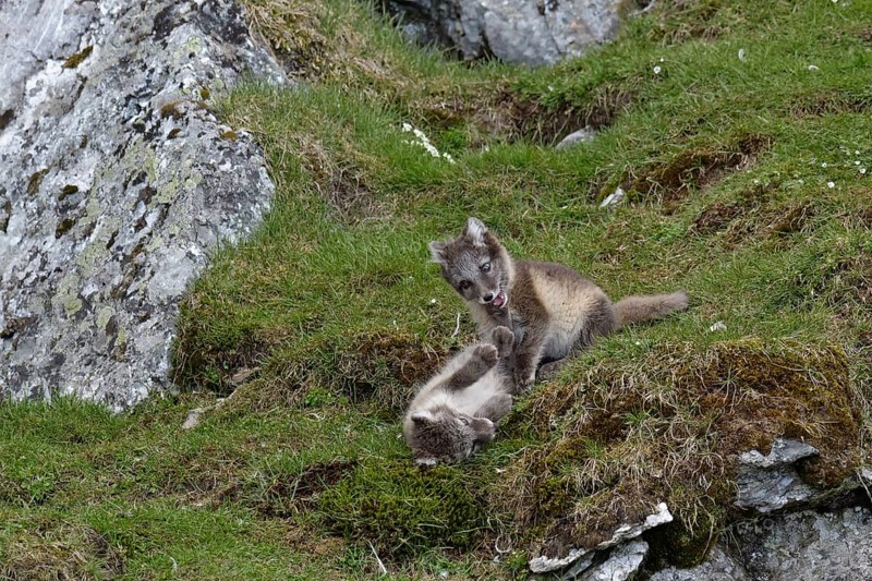 Young Arctic foxes (Vulpes lagopus) playing near the den
