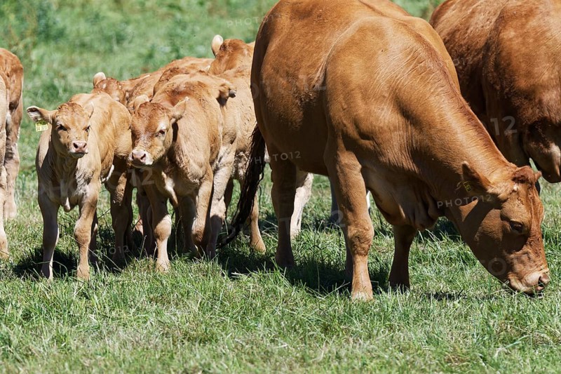 Limousin cattle