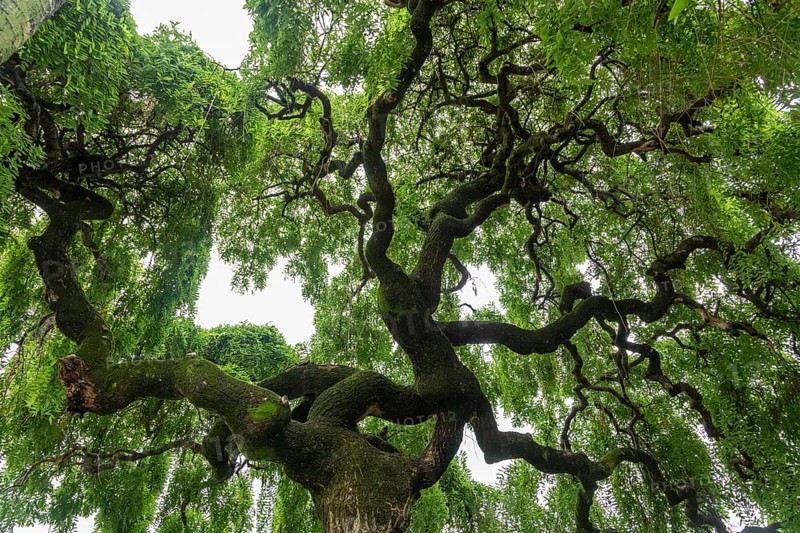 Old tree