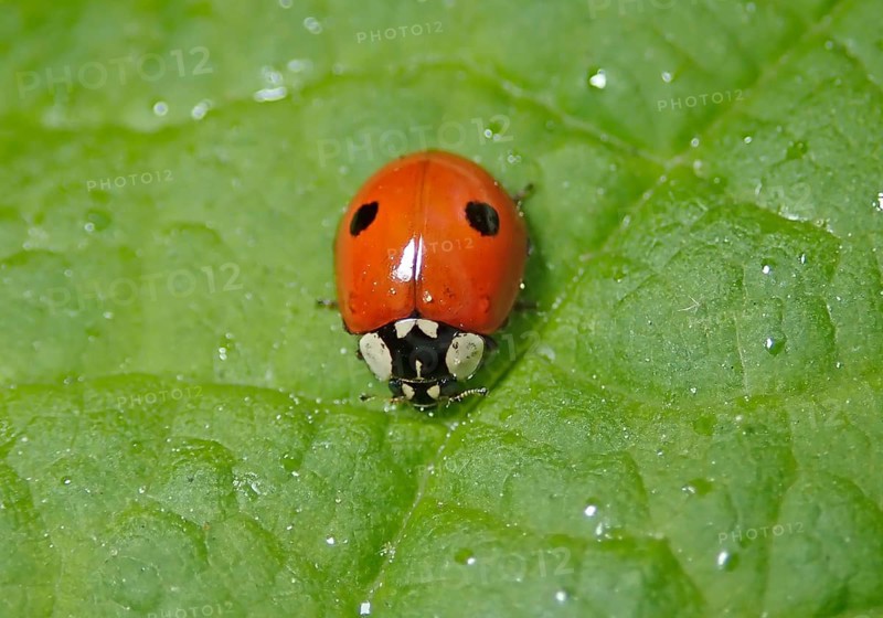 Two-spotted lady beetle (Adalia bipunctata)