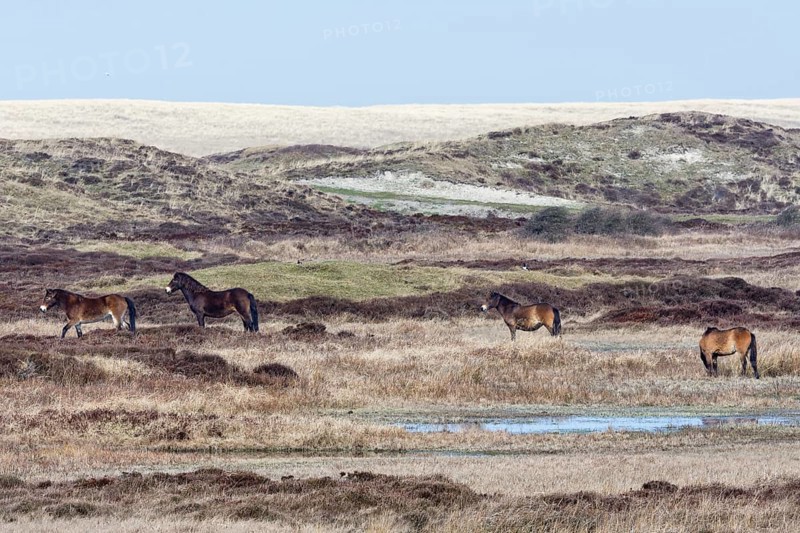 Exmoor Pony