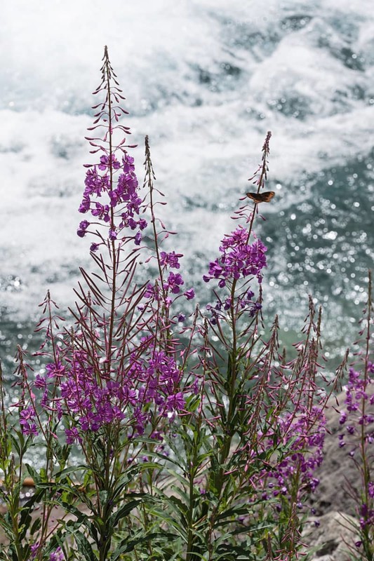 Blooming sally (Epilobium angustifolium) Parco naturale della Val Troncea