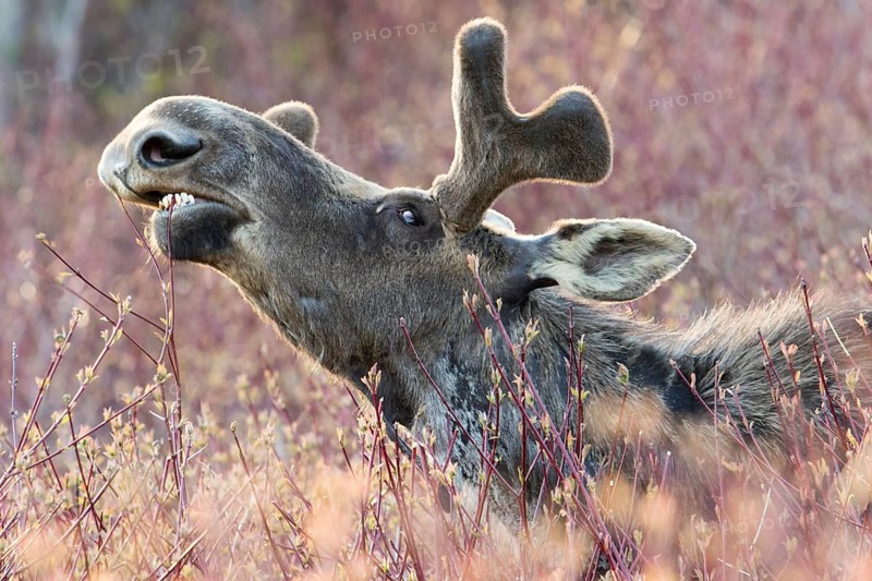 American elk