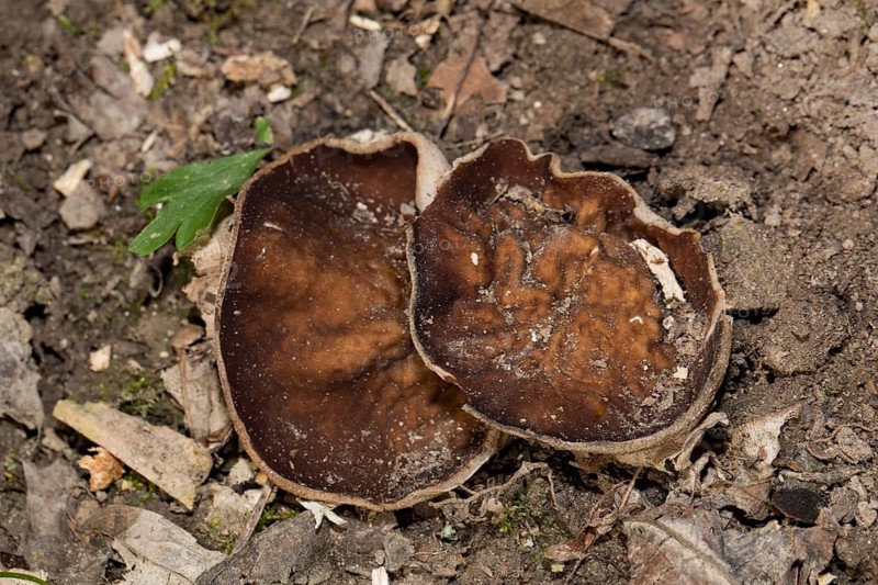 Veiny cup fungus (Disciotis venosa)