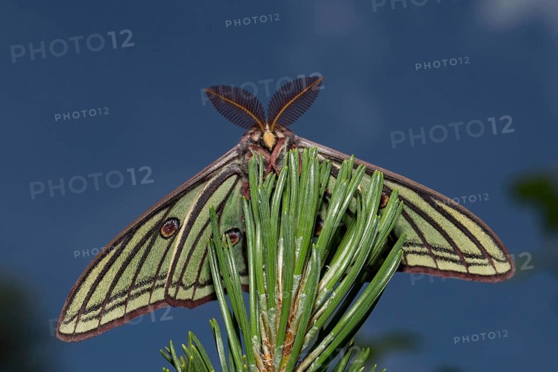 Spanish moon moth (Graellsia isabellae)