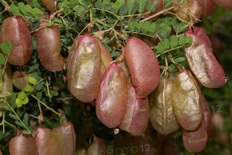 Bladder senna (Colutea arborescens)