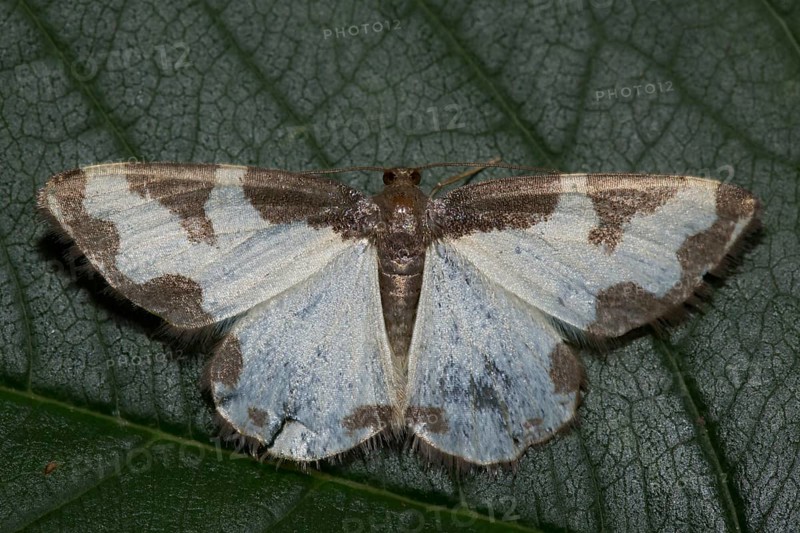 Silver-banded moth (Deltote bankiana)