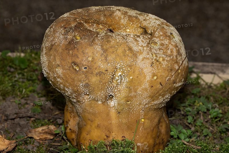 Mosaic spongehead (Lycoperdon utriforme)