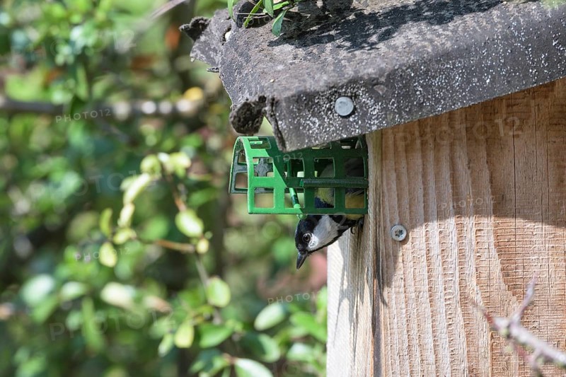 Great tit (Parus major) in nesting box with raccoon protection