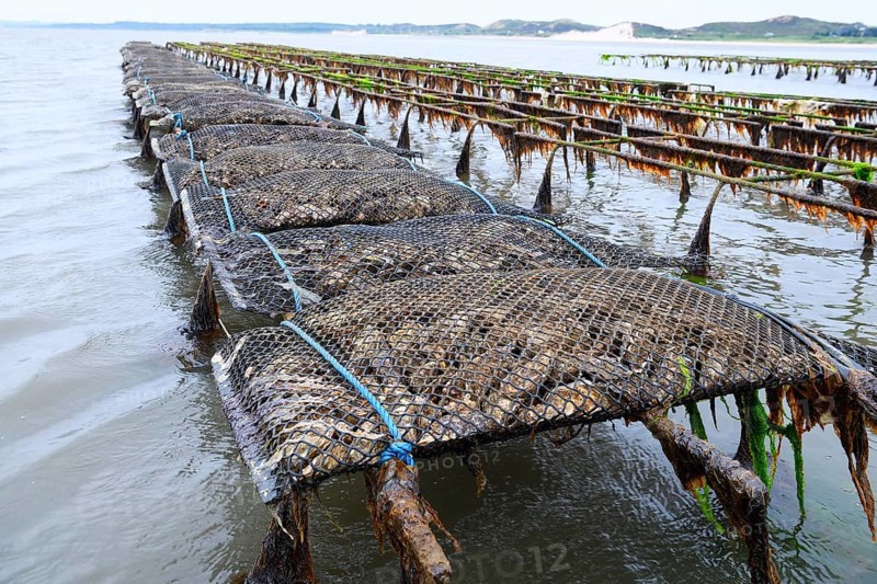 Pacific oyster (Crassostrea gigas)