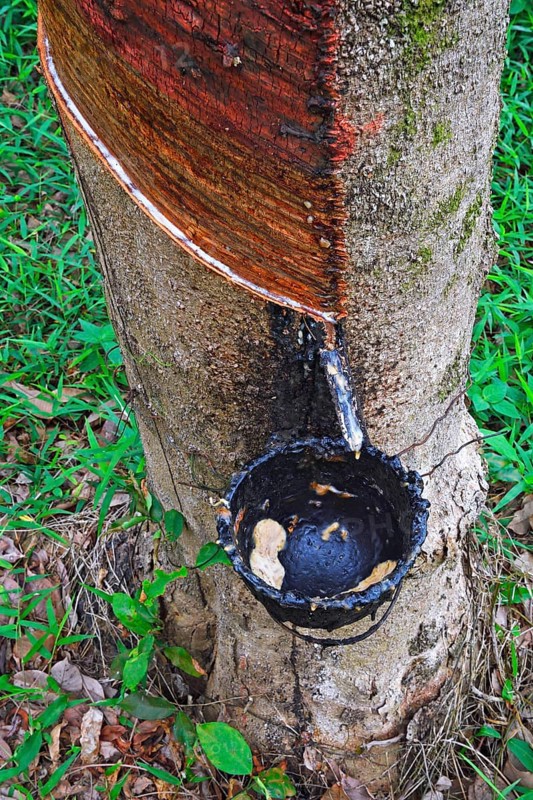 Extraction of natural rubber