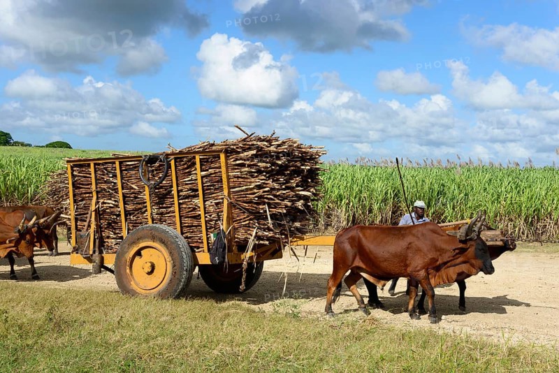 Oxcart