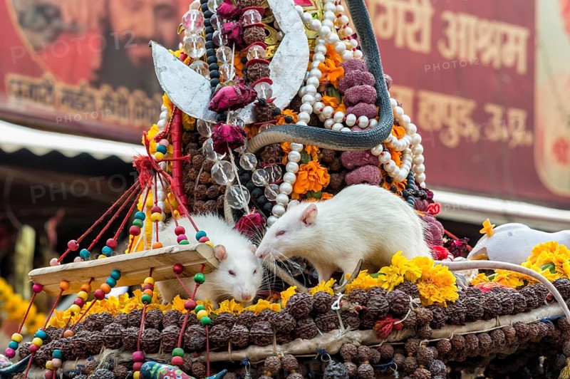 Sadhu hat with white rats