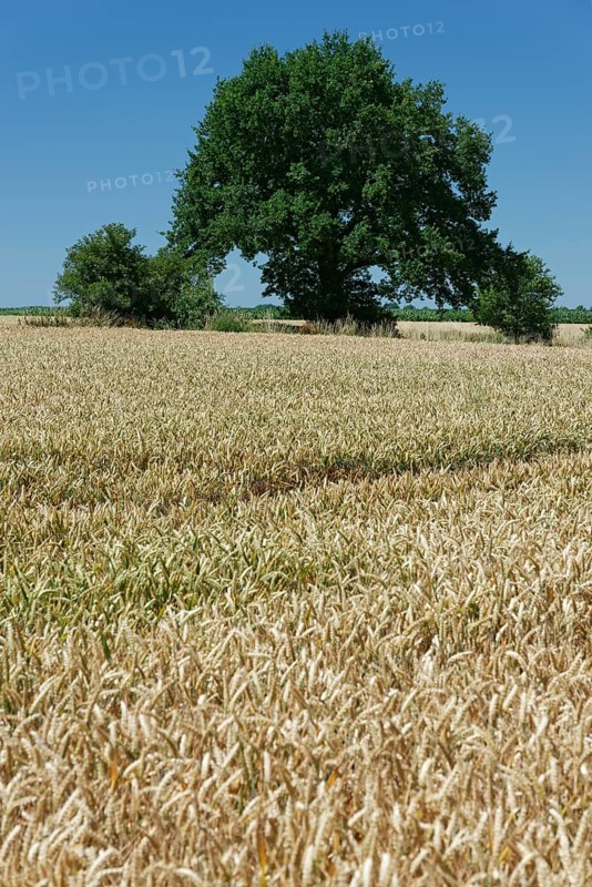 English oak (Quercus robur) in a wheat field (Triticum)