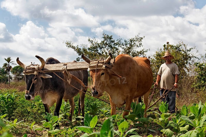 Farmer