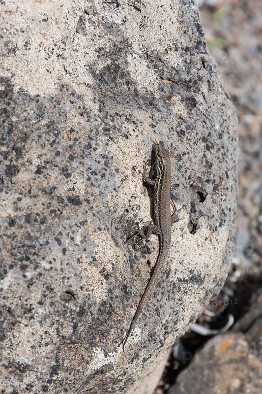 Small Canary Island Lizard National Park (Gallotia caesaris)