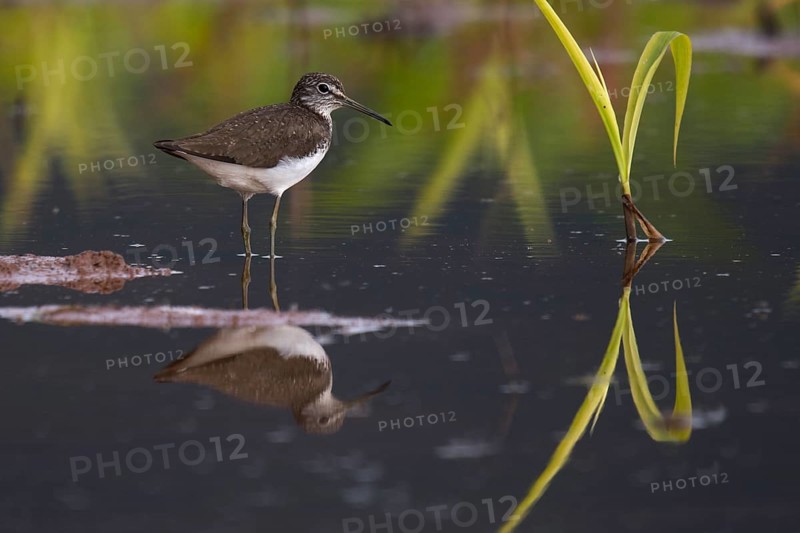 Green Sandpiper (Tringa ochropus)