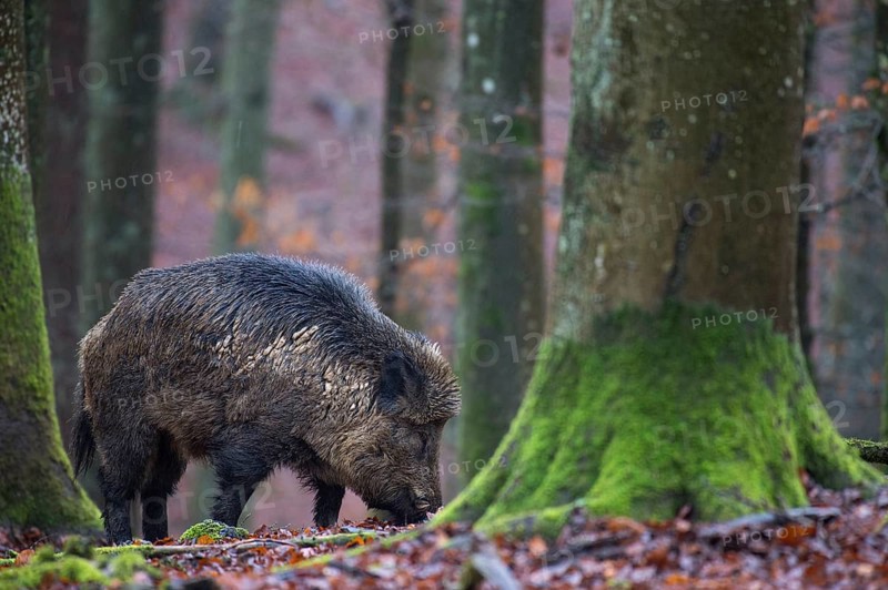 Wild Boar (Sus scrofa)