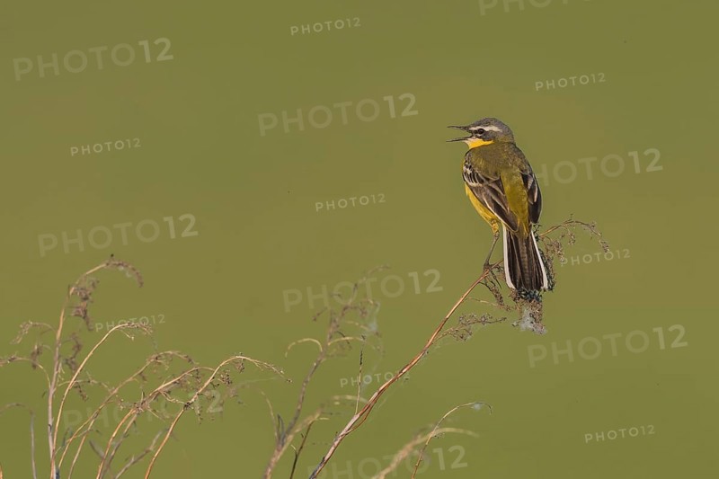 Western yellow wagtail (Motacilla flava)
