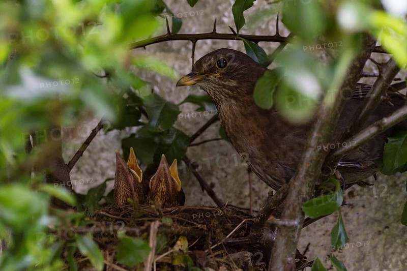 Blackbirds (Turdus merula) females and chicks