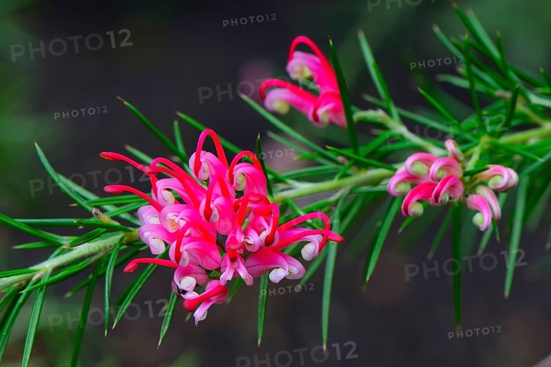 Rosemary-leaved Grevillea (Grevillea rosmarinifolia) Occurrence Australia