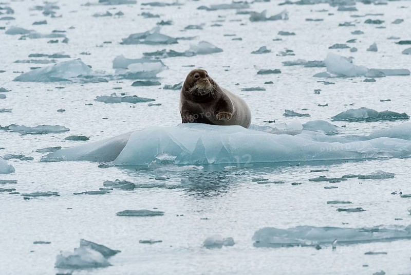 Bearded seal (Erignathus barbatus) on pack ice