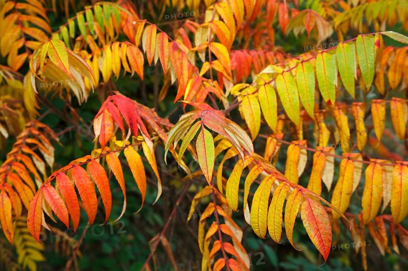 Staghorn sumac (Rhus typhina) in autumn