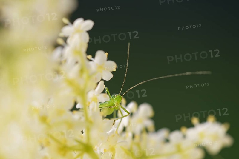 Speckled bush-cricket (Leptophyes punctatissima)