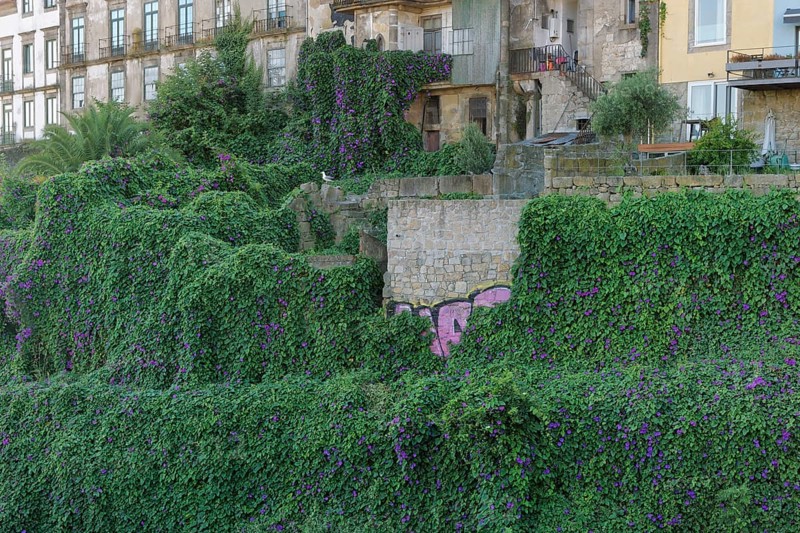 Purple Morning Glory (Ipomoea purpurea) overgrows old woods