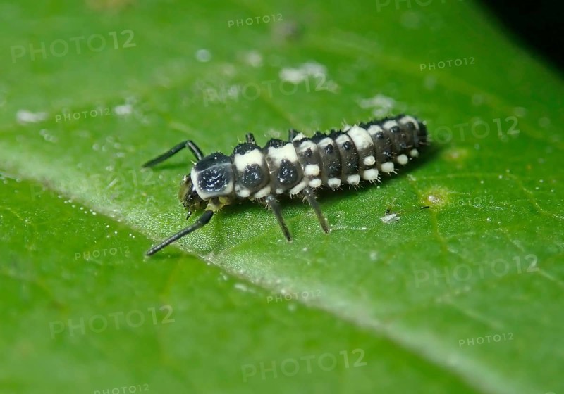 14-spotted ladybird (Propylea quatuordecimpunctata)