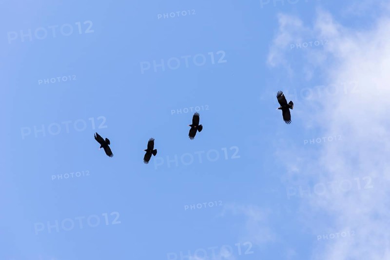 Red-billed Choughs (Pyrrhocorax pyrrhocorax barbarus) La Palma