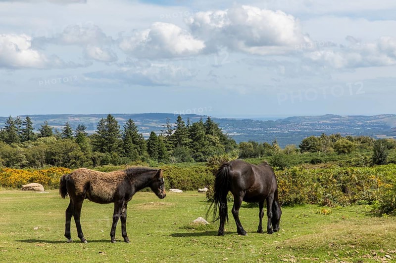 Dartmoor Ponies
