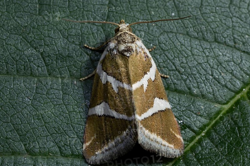 Silver (Deltote bankiana) barred moth