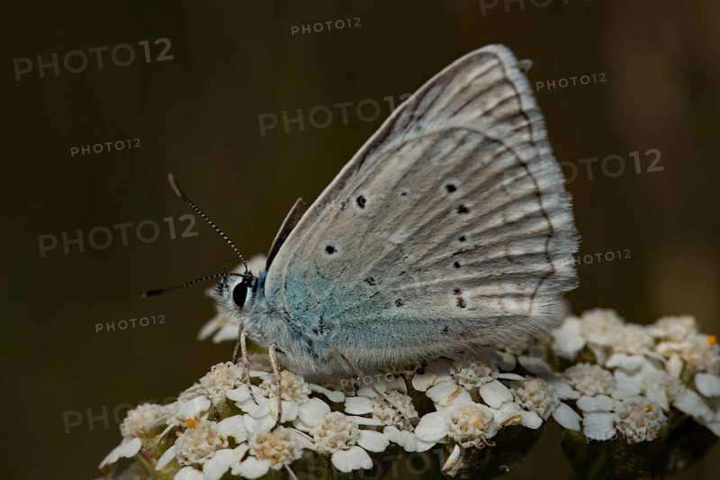 Polyommatus daphnis (Polyommatus daphnis)