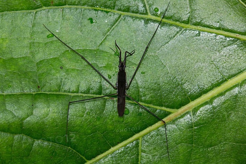Common pond skater (Gerris lacustris)