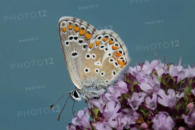 Chalkhill blue (Polyommatus coridon)