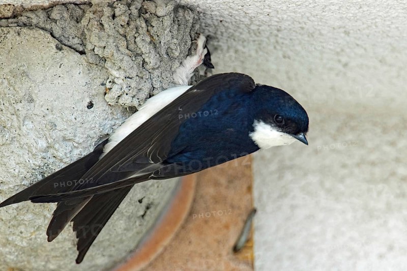 Common house martin (Delichon urbicum)
