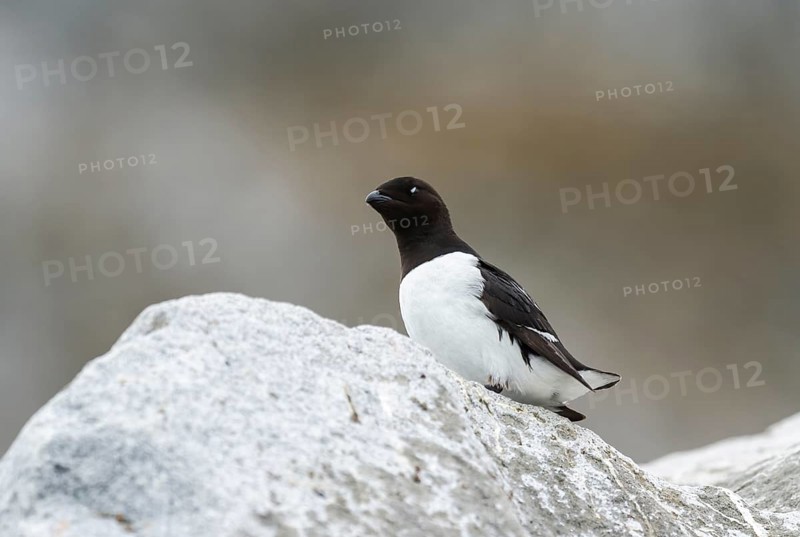Thick-billed Murre (Uria lomvia) or Brunnich's Gryllteiste on rocks