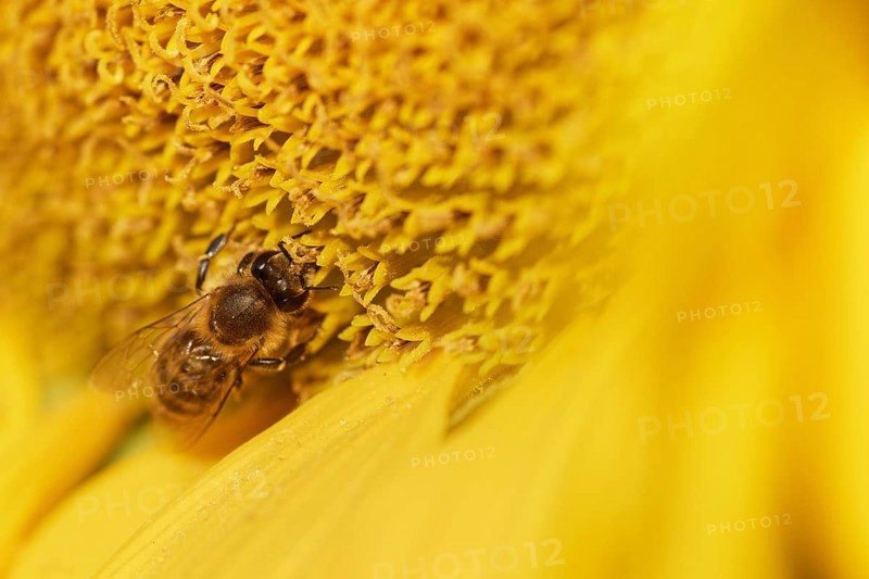 Honey bee (Apis mellifera) on sunflower (Helianthus annuus)
