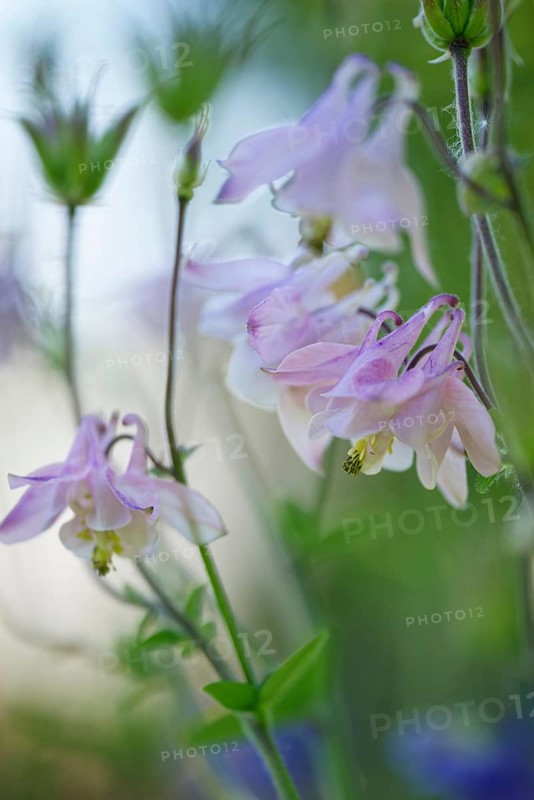 Columbine (Aquilegia vulgaris)