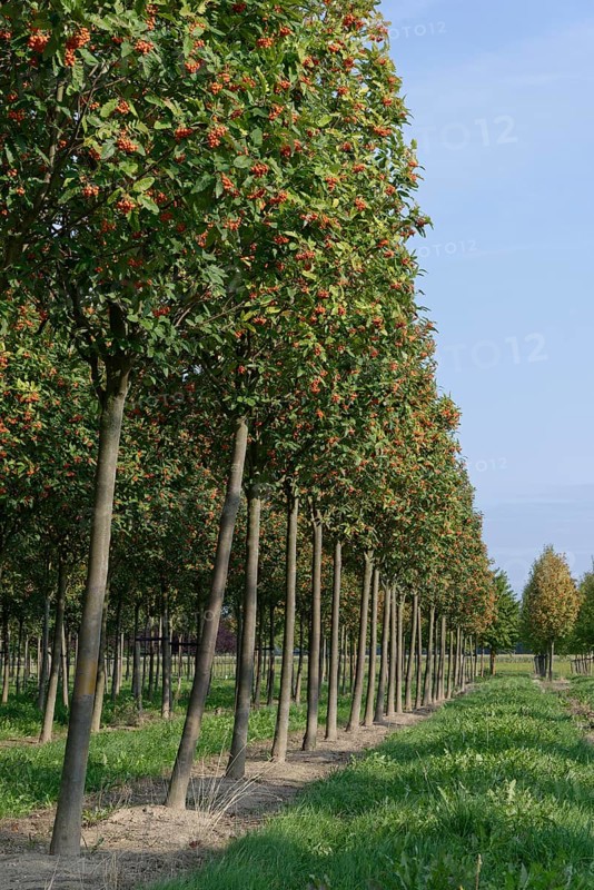 Swedish whitebeam (Sorbus intermedia) in tree farm