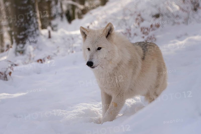 Arctic wolf (Canis lupus arctos)