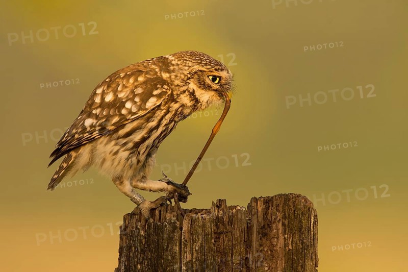 Little owl (Athene noctua)