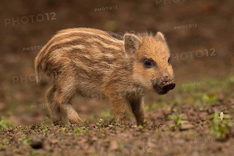Wild Boar (Sus scrofa)