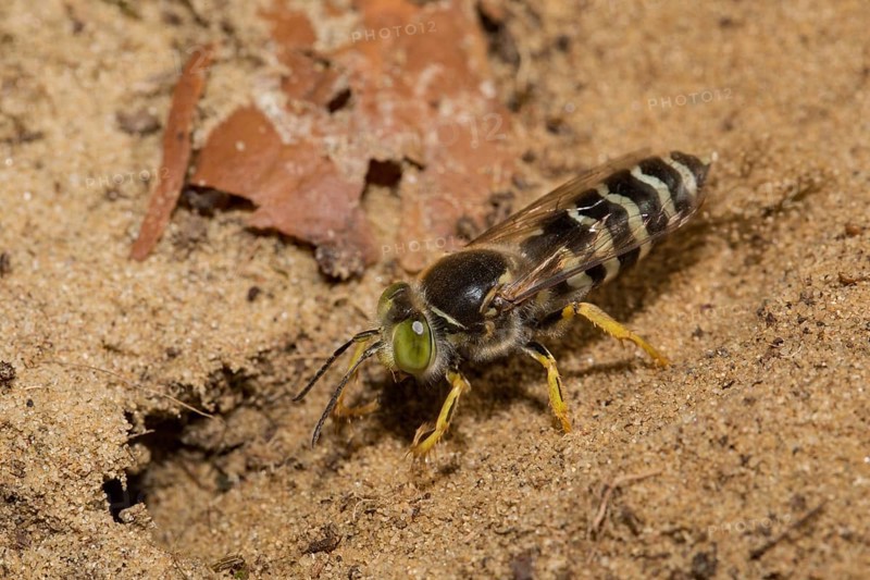 Sand (Bembix rostrata) wasp