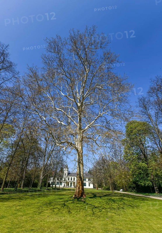 London planetree (Platanus acerifolia) Garden