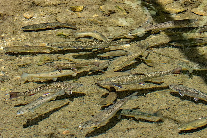 Brook Trouts (Salvelinus fontinalis) and brown trout (Salmo trutta fario)