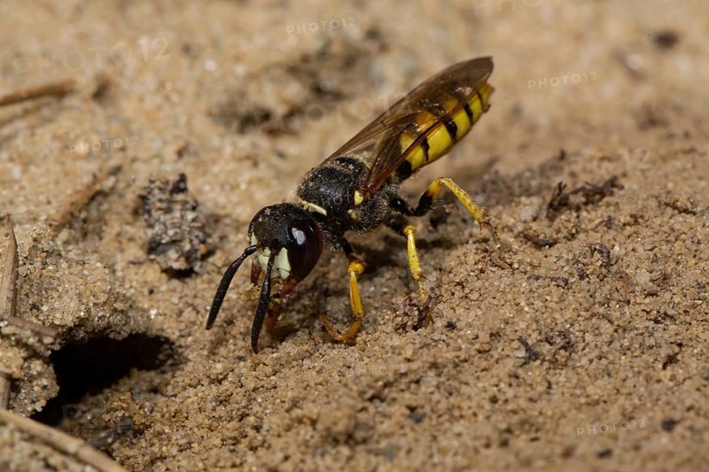 European beewolf (Philanthus triangulum)